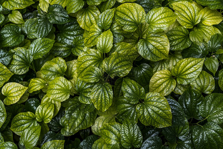 野betel树叶或花园泰国药用植物中Piper血浆薄膜植物的绿色新心状叶子生态质地开花图片