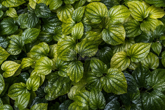 野betel树叶或花园泰国药用植物中Piper血浆薄膜植物的绿色新心状叶子生态质地开花图片