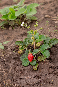 红熟的草莓在地上一棵绿灌木的薄片上种植树丛的红成熟草莓在园子中种植有机水果在地上一片绿色灌木的薄上种植浆果素食主义者农场图片