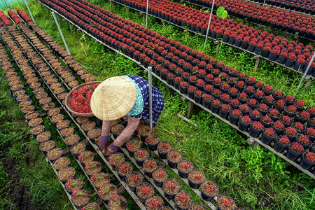 太阴传统的植物越南农民在SadecDongThap省vietnam传统和文化概念中与红花园合作的顶尖视野图片