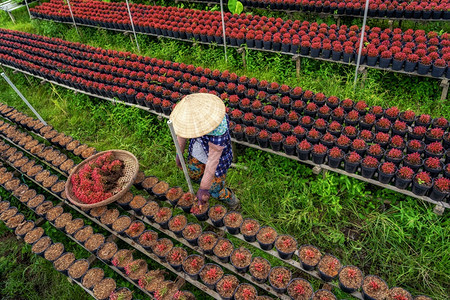 越南农民在SadecDongThap省vietnam传统和文化概念中与红花园合作的顶尖视野黄色盛开亚洲人图片