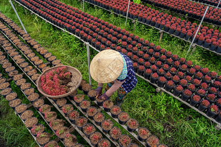 美丽的越南农民在SadecDongThap省vietnam传统和文化概念中与红花园合作的顶尖视野盛开花朵图片