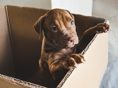 甜的一种投标在后腿的纸板盒里站立近身室内护理概念教育服从训练养宠物在盒子里养小巧克力颜色的狗在盒子里养巧克力颜色图片