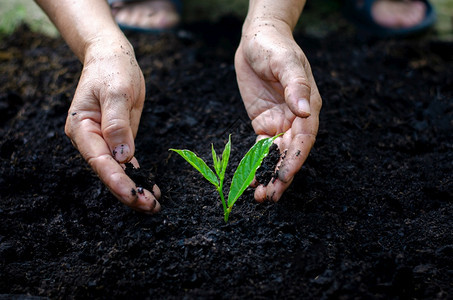 生物行星态系统种植树苗的木手中布克绿地背景持有自然田野草林保护概念的女手持树枝者森林养护概念植树图片