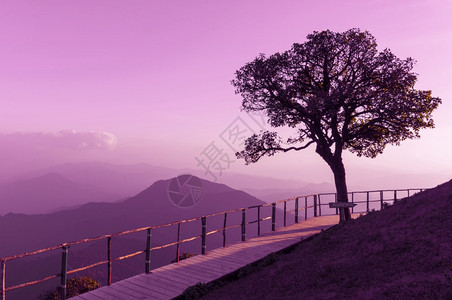 场地孤寂的硅树高山风景在黄昏中的高山风景登上最高视线的DoiPuuuCu山泰国MeeHongSon旅游景点荒野黑暗的图片