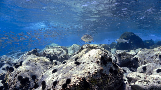 美丽的水族馆和蓝海中的鱼动物太阳海浪图片