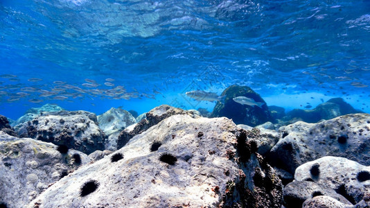 蓝色的景观明信片蓝色海洋中美丽的水族馆图片