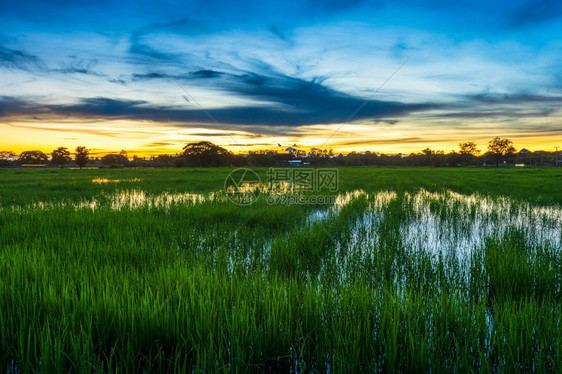 大稻田绿草风景观有田地玉米或在亚洲农业收获中蓝天晚夕幕背景青云飞亮黄丰收季节亚洲人地平线图片