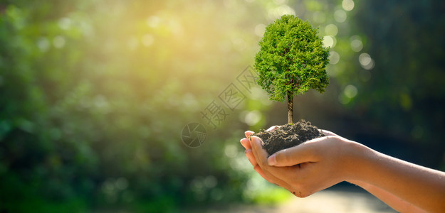 手握自然田野草林养护概念的女手持树在的中种植苗布基赫绿地土壤色孩子图片