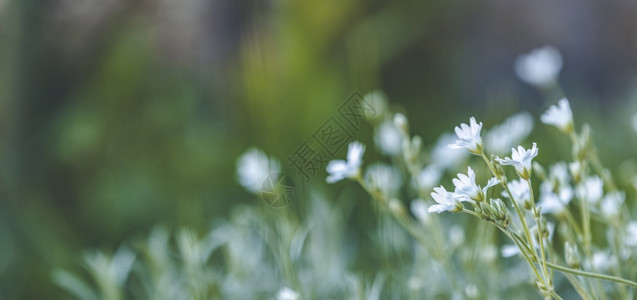 春日近浅深的草地Meadow阳光明媚的白天有春花在阳光灿烂的一天植物晴生长图片