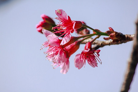 美丽的樱花图片