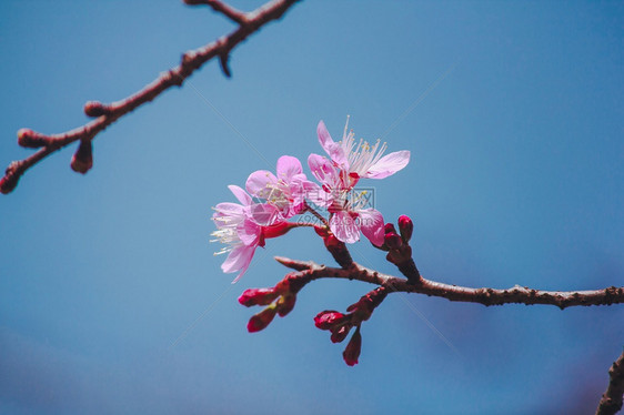 美丽的樱花图片