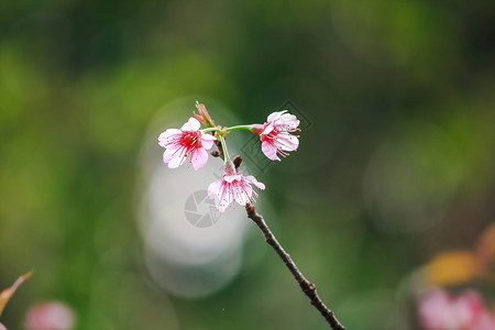 美丽的樱花图片