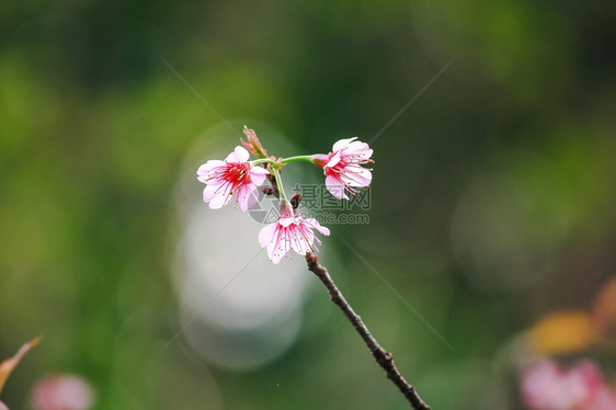 美丽的樱花图片