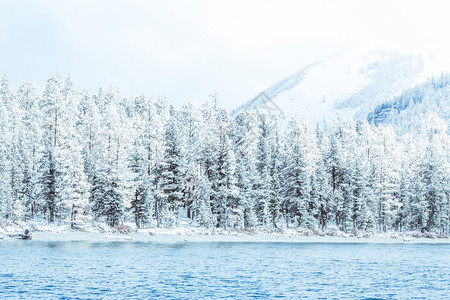 岩石冬季山区湖在冰霜天气的岸边有雪覆盖松树冬季湖上有雾温度急剧下降河上有一些雪覆盖的树木一些雪覆盖的树木多雾路段美丽图片