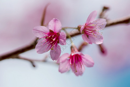 花朵是美丽的粉红花在一月至二开花的朵这些通常在泰国山丘上发现木头粉色的生长图片