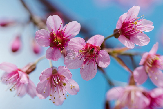 樱花朵是美丽的粉红花在一月至二开花的朵这些通常在泰国山丘上发现景观李属图片