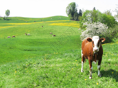 场地胀瑞士Emental地区风景山丘中的牛群奶图片