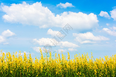 盛开明亮的牧场阳光媚夏日放松节假期天空聚焦的花朵田中蓝天亮白云其背景是阳光明媚的夏日放轻松节图片