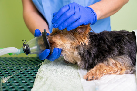 爪子治疗配有氧气面罩的狗预氧技术兽医生为狗准备麻醉高品质照片配有氧面罩的狗预技术医生为狗准备麻醉药剂宠物图片