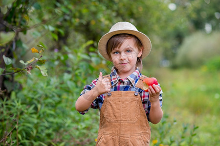 篮子卫生保健可爱的一顶帽子个逗人喜爱男孩画象在花园里用一个红色苹果情绪幸福食物苹果秋天收获批准手势库存照片一个可爱男孩的帽子画象图片