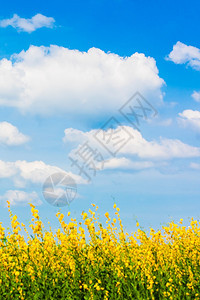 阳光明媚的夏日放松节假期天空为焦点的花朵田中蓝天空明亮的白云其背景包括阳光明媚的夏季放轻松度假白色的盛开清楚图片