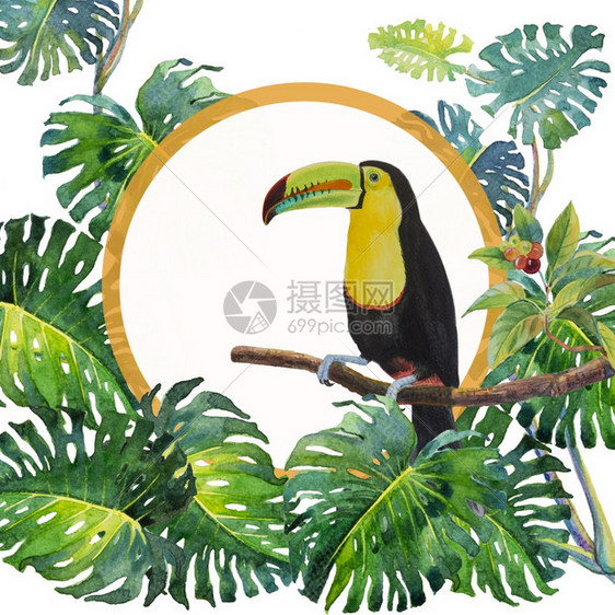分支树叶复制一只鸟大嘴托坎坐在树枝上与野生叶坐在一起白底有水彩画插图在纸上动物生命热带图片