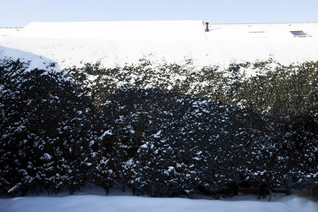 冰天气分支冬被雪覆盖的绿色树篱明亮的蓝天和屋顶舒适的房复制空间冬季景观用于文本冬天被雪覆盖的绿色树篱复制空间冬季景观图片