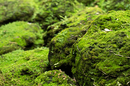 重点公园美丽明亮的绿苔长大后遮盖着森林中的粗石和地板以巨形观景显示在森林中展露上岩石充斥着天然的苔纹理供壁纸软焦点使用溪流图片