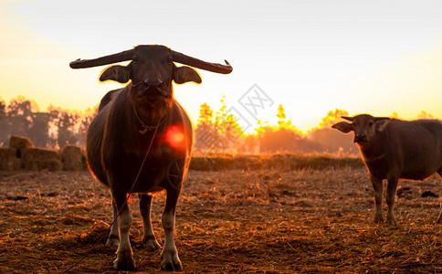 哺乳动物泰国水牛母子在清晨的稻田与阳光一起站立在稻田东南亚家庭水牛在农村的家庭动物在泰国水牛和家畜在农村栖身黑色的稻草图片