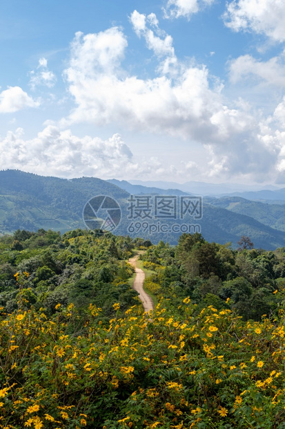 风景位于泰国北部高山顶峰的墨西哥向日葵树大马龙的景点该山峰位于泰国北部绿色植物图片