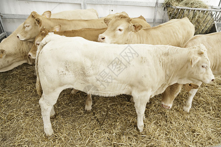 关于西班牙农场动物野马接触动物肉类生产细节的农场牛群详细介绍情况夏天奶油耳朵图片