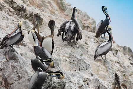 满的美国人蓝色巴列斯塔群岛一个充满鸟类和企鹅的保护区生产瓜诺图片