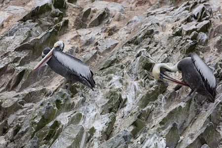 旅行记录巴列斯塔群岛一个充满鸟类和企鹅的保护区生产瓜诺美国人图片