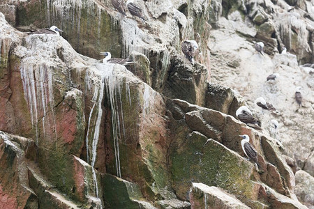 侵蚀旅行巴列斯塔群岛一个充满鸟类和企鹅的保护区生产瓜诺标记图片