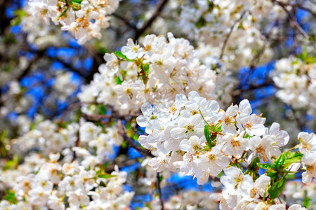 明亮的绽放春天果园里苹树的娇嫩雪白花瓣在蓝天的映衬下有选择地聚焦蓝天背景上的雪白开花苹果树有选择地聚焦充满活力图片