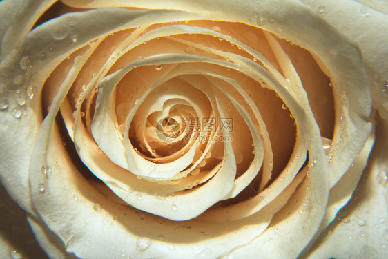 单身的植物群爱近距离的玫瑰有水滴情人节背景以及降水的宏观镜头光从芽深处穿透而出射入光中一丝玫瑰和降水的情人会背景宏观镜头图片