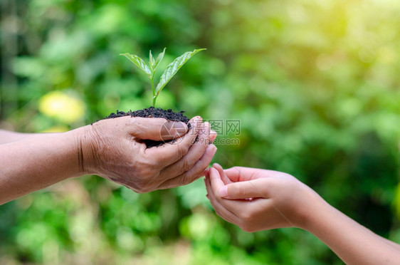 散景种植幼苗的树木在Bokeh绿色背景树林手中持有自然田野草林保护概念的女手持树枝a森林养护概念b植树生长年轻的图片