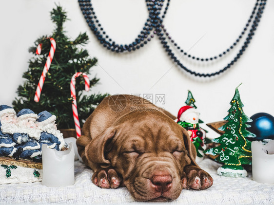 可爱的巧克力颜色圣诞装饰品地毯和盒子上面绑着弓近身工作室照片的紧靠式工作室照片料教育服从培训和宠物抚育的概念Young迷人的小狗图片