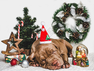 可爱的巧克力颜色圣诞装饰品地毯和盒子上面绑着弓近身工作室照片的紧靠式工作室照片料教育服从培训和宠物抚育的概念Young迷人的小狗图片