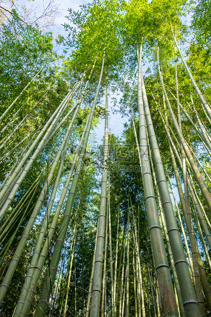 旅行假期亚洲ArashiyamaBambooGrove或SaganoBampoo森林是亚山的天然竹木日本京都旅游景点广受欢迎的地图片