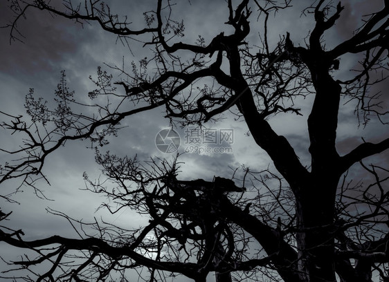 夜晚分支黑暗戏剧天空和白云背景上的剪影死树为和平的亡绝望的概念悲伤自然和悲伤的情感背景枯枝独特的图案日落图片