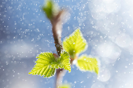 浅蓝色背景空气中滴水形成美丽的bokehSpringtimeMinimalism复制空间详细宏观照片世界环境日概念c草木树枝上新图片