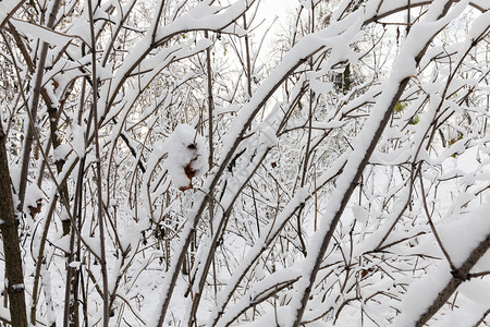 老的户外在公园中种植的树木在上一次降雪后被覆盖着植物树枝照片在一个田地深处缝合了冬季树木上面盖着雪冬天图片