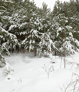 森林冬季风景有不同种类的树木覆盖白雪和霜冻冬季降雪后一天是寒冷的冬季下雪后一天是寒冷的假期故事图片