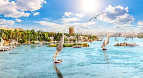 努比亚海滩岸美丽的尼罗河全景带帆船和海鸥埃及阿斯旺带帆船和海鸥的美丽尼罗河全景埃及阿斯旺图片