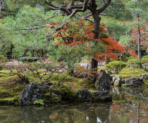 秋色的日本花园在京都金阁寺庙里景观历史的叶子图片