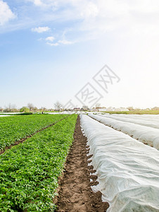 在农用纤维和露天种植的园上一行土豆灌木丛在春末开垦植物保护农用工业温室效应在较寒冷的早季种植作物霜空气晚的背景图片