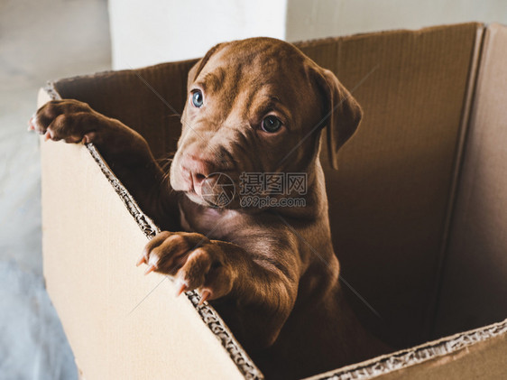 伤心在后腿的纸板盒里站立近身室内护理概念教育服从训练养宠物在盒子里养小巧克力颜色的狗在盒子里养巧克力颜色孤独年轻的图片