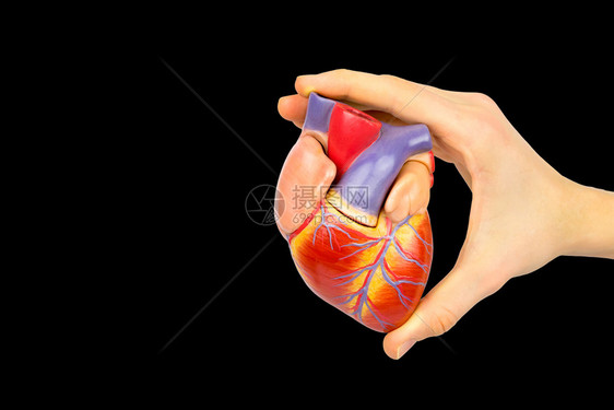 男手持塑料型人类心脏模孤立在黑色背景上生物学身体心跳图片